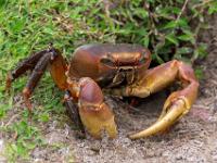 Krabbe vor ihrem Erdloch